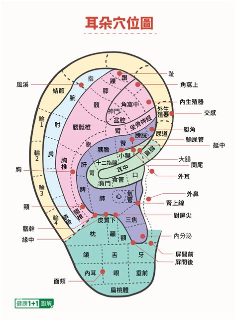 血液循環耳鳴穴道|不用記穴位！這樣按耳朵，讓血流順暢不頭痛